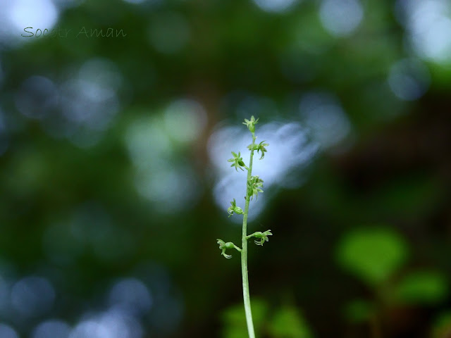 Neottia cordata