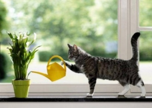 прикол с котом - он поливает цветок из лейки