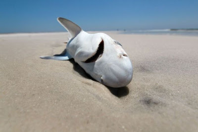 Shark Seen On www.coolpicturegallery.us