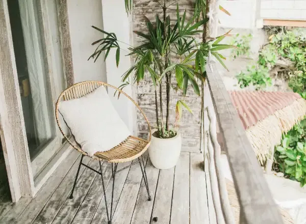 Bamboo Plants​