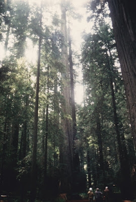 Founders Tree on March 19, 1992