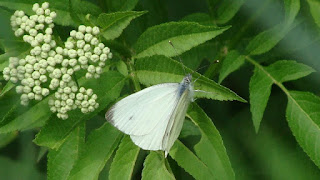 Pieris napi (male) DSC60088