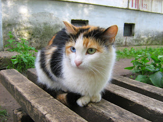 Tricolor Green-Blue Eyes Kitty