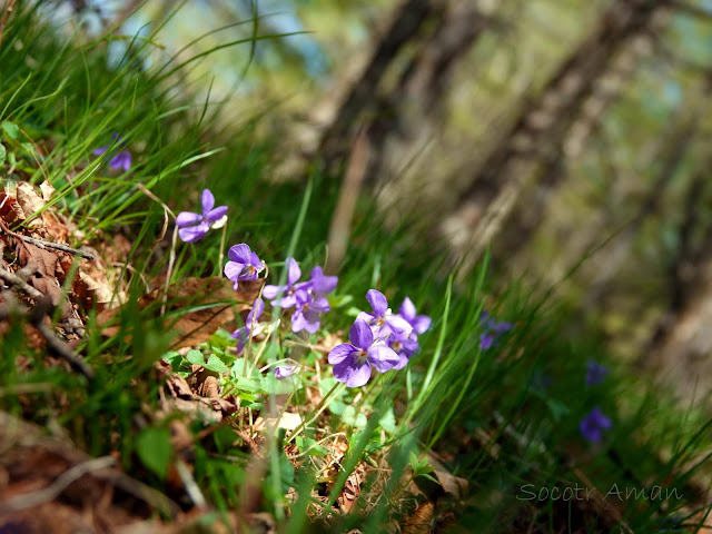 Viola grypoceras