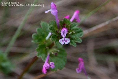 https://www.biodiversidadvirtual.org/herbarium/Lamium-amplexicaule-L.-img502830.html