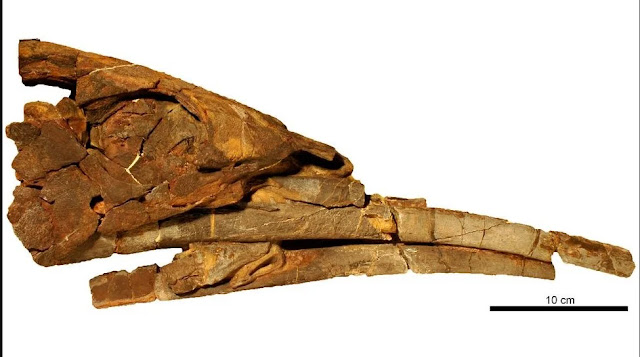 Το απολιθωμένο κρανίο ενός Alienacanthus. Η κάτω γνάθος είναι σπασμένη σε αυτό το δείγμα. [Credit: Beat Scheffold, Christian Klug]
