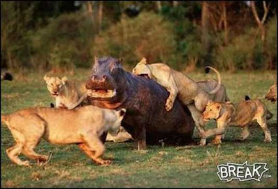 Animals Fighting