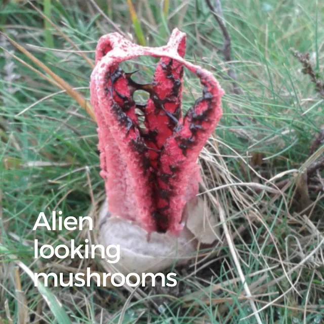 Stinkhorn mushroom with tentacles.