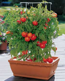 How To Grow Tomatoes In A Pot
