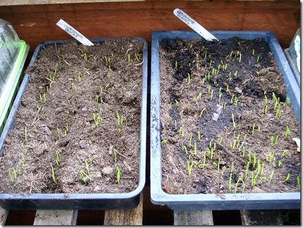 Onions seedlings