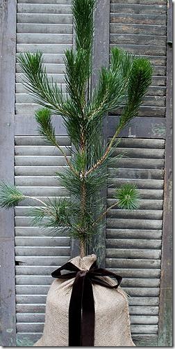 Seeds of Life Pine