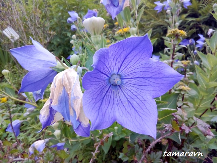 Ширококолокольчик крупноцветковый (Platycodon grandiflorus)