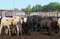 Beef cattle feedlot (credit: Alice Welch USDA) Click to Enlarge.