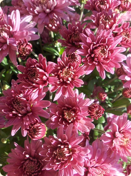 Chrysantemum