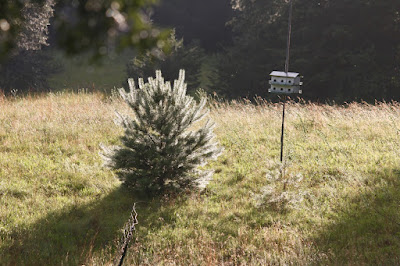 small pines tree with halo