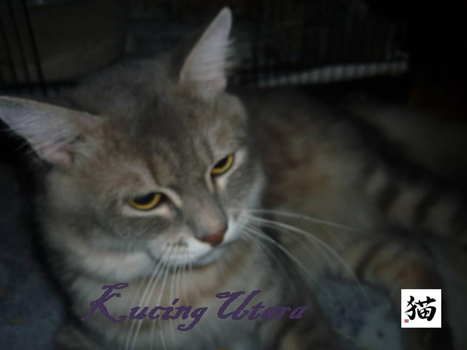 Kucing Utara: Ulcer Mulut Kucing