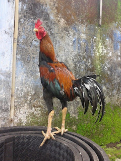 jual ayam bangkok murah, jual ayam bangkok garut, ayam adu garut, ayam petarung garut, ayam tangkas garut, ayam jawara garut, ayam adu garut super, ayam bangkok pukul ko, ayam bangkok pukul mati, merawat ayam bangkok