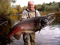 giant salmon