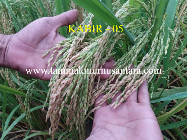 Benih Padi Kabir 05 - 95 HST