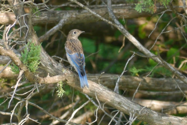 Blue Bird Willow River State Park Wisconsin