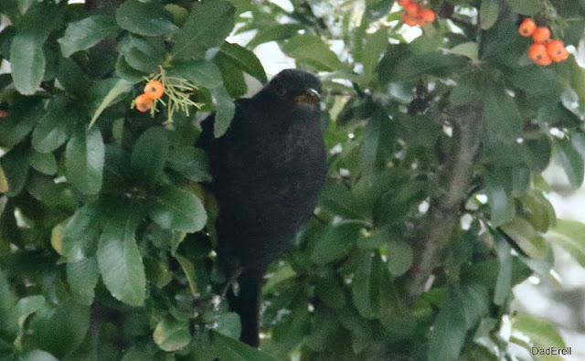 Un merle récolte en hiver les fruits d'un cotonéaster