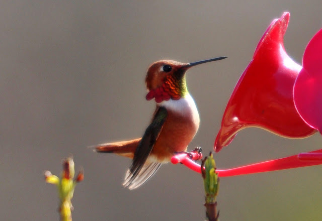 Hummingbirds Photos