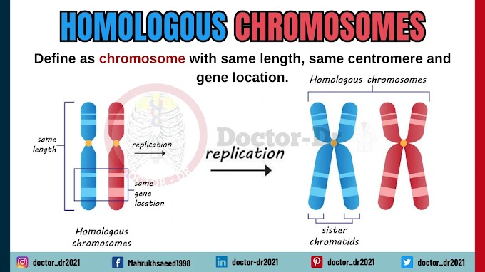 Homologous Chromosomes - Importance and Characteristics 