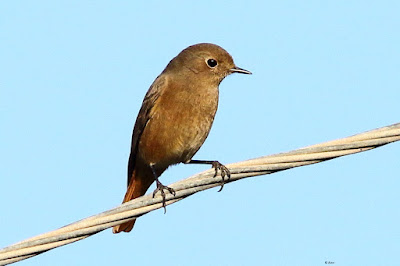 Black Redstart - winter visitor