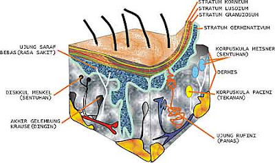  Kulit Manusia