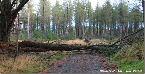 6-fallen-trees