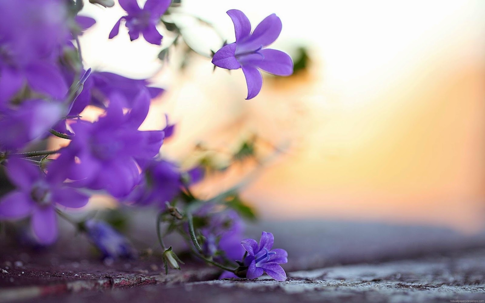 Cool Purple Flower Wallpapers in Nature Wallpapaper HD for Desktop
