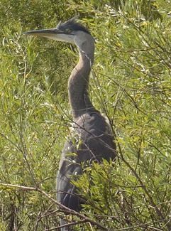 heron on Emigrant Lake