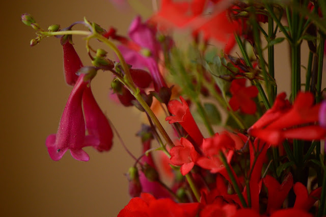 desert garden, small sunny garden, amy myers, monday vase meme, penstemon pseudospectabilis