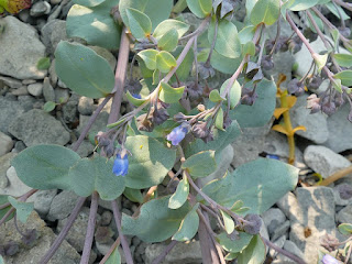 Mertensie maritime - Mertensia maritima 