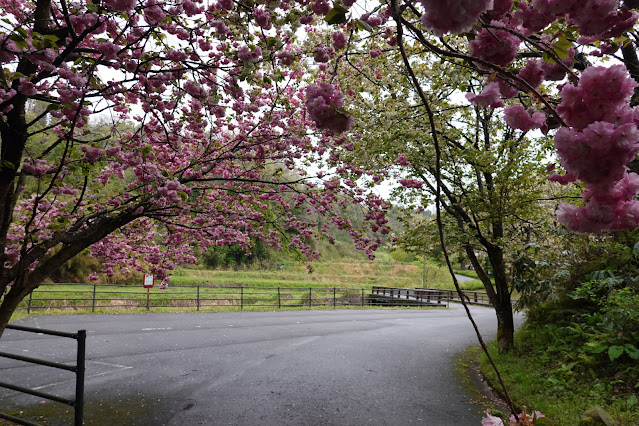 鳥取県西伯郡伯耆町小林 マウンテンストリームきしもと ヤエザクラ（八重桜）