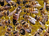 Bagaimana Seekor Lebah Bisa Menjadi Ratu dan Memimpin Koloni.