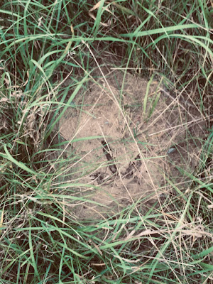 wild turkey track on pocket gopher mound