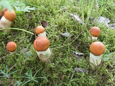 Leccinum aurantiacum koźlarz czerwony