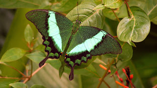 imagen y foto de mariposa tierna