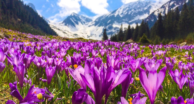 Nubra the valley of flower