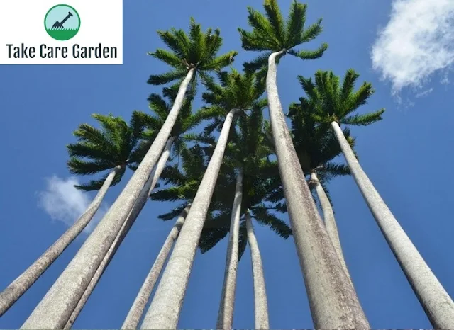 Visão geral de Roystonea Oleracea (Palmeira Imperial), uma espécie de árvore dominante
