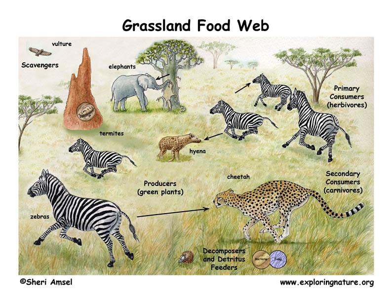 Food Chain Desert Biome. hair constitute the food web.