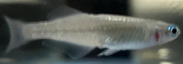 魔王メダカ 稚魚 264日目