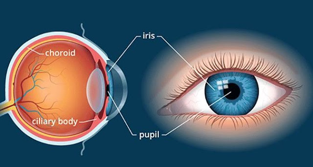 fungsi koroid pada mata dan pentingnya peranannya dalam menjaga kesehatan mata.