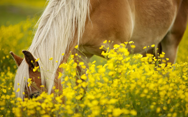paard bloemen wallpaper