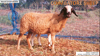 coimbatore sheep breed