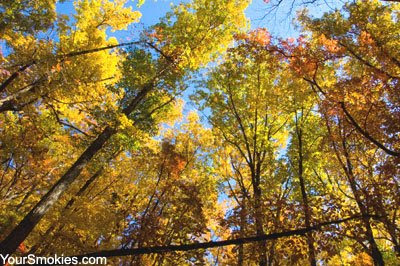 Ramsey Cascades is also about a 2,000 foot climb with no scenic overlooks