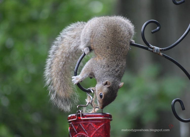 Olympic Squirrel Gymnastics | Ms. Toody Goo Shoes