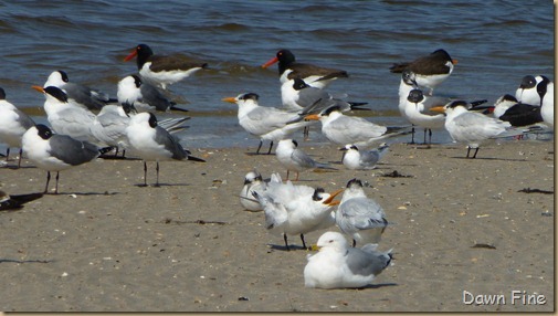 edisto beach_005