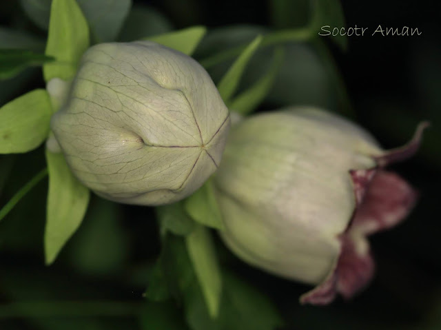 Codonopsis lanceolata